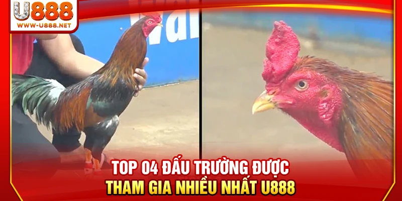 Đá Gà U888 - 4 Sảnh Đấu Kịch Tính Và Nảy Lửa Nhất 2026 2 Top 04 đấu trường được tham gia nhiều nhất U888