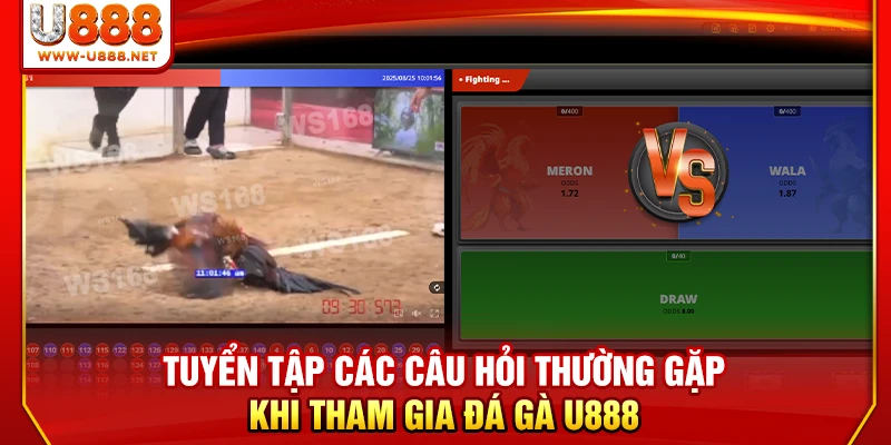 Đá Gà U888 - 4 Sảnh Đấu Kịch Tính Và Nảy Lửa Nhất 2026 3 Tuyển tập các các câu hỏi thường gặp khi tham gia đá gà U888